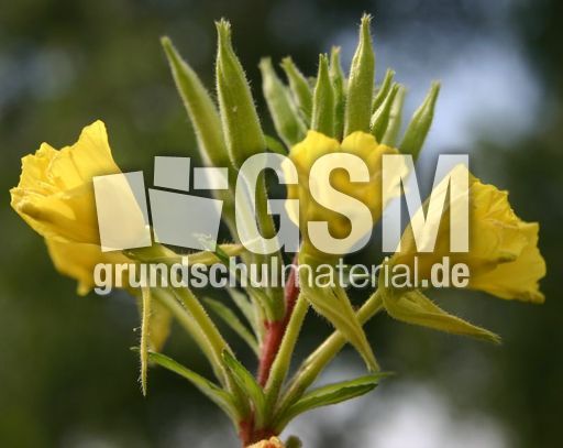 Gemeine-Nachtkerze-4.jpg